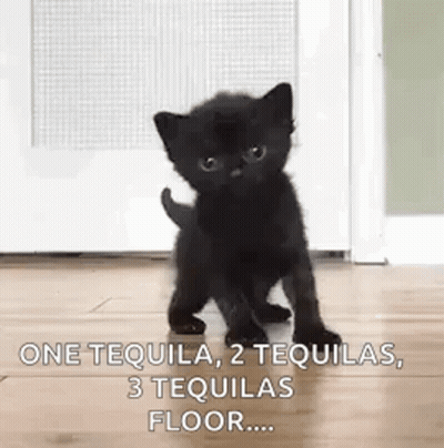 Black Kitten Walking On Wooden Floor Next To Door GIF