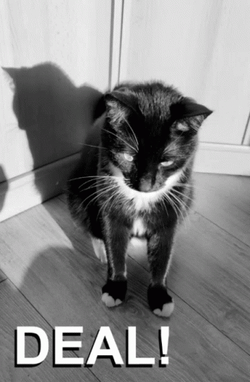Black Kitty Deal GIF