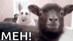 Black Lamb Saying Meh GIF