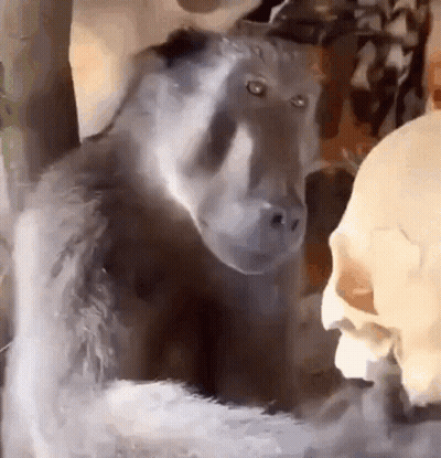 Black Monkey Standing Next To Skull GIF
