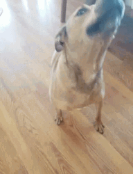 Black Mouth Cur Dog Barking GIF