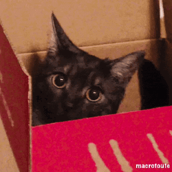 Black Moving Cat In Box GIF