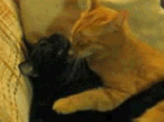 Black Orange Cat Hug Getting Cozy Cuddle GIF