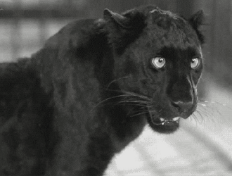 Black Panther Angry  GIF