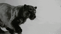 Black Panther Claws GIF