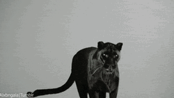 Black Panther Jumping GIF