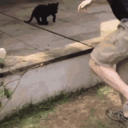 Black Panther Playing With Boss GIF