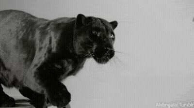 Black Panther Running In Black And White Photo GIF