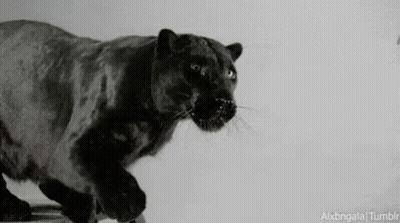 Black Panther Running GIF