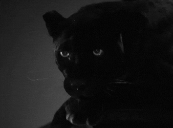 Black Panther Tongue Out GIF