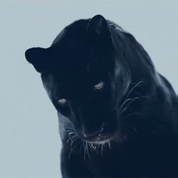 Black Panther Turn Head GIF