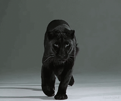 Pantera Negra caminando en habitación oscura GIF