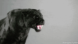 Black Panther Yelling GIF
