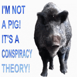 Black Pig Conspiracy Theory GIF