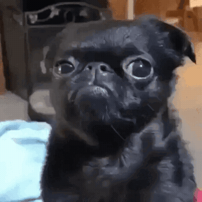 Black Pug On Bed Looking At Camera GIF
