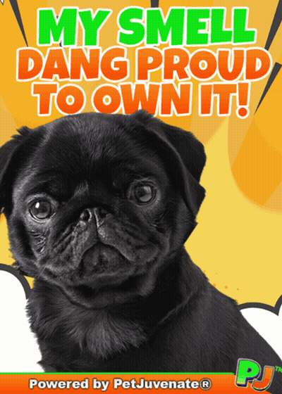 Black Pug Says My Smell Dang Proud To Own It GIF