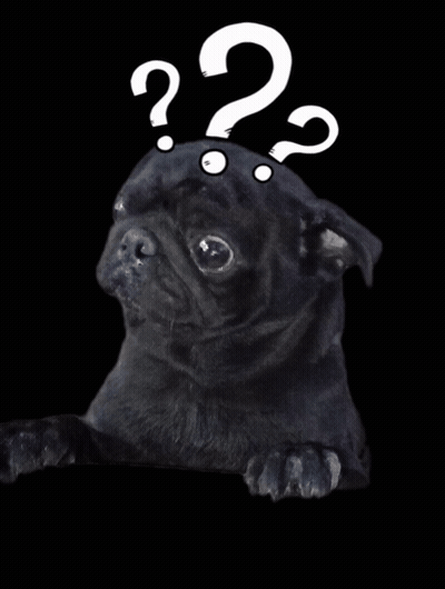 Black Pug With Question Mark Above Head GIF