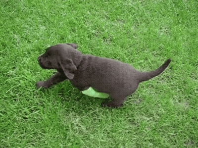 Black Puppy Playing With Green Frisbee GIF