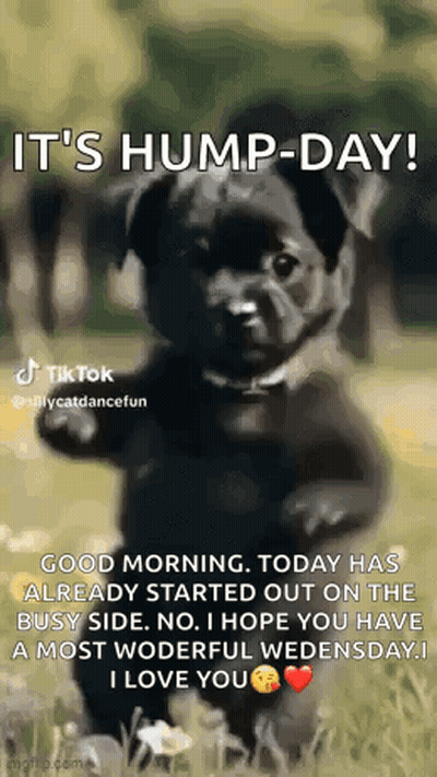 Black Puppy Standing Hind Legs It's Hump Day GIF