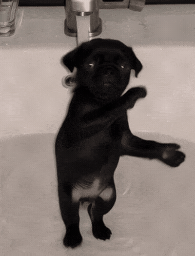 Black Puppy Standing In Sink With Paws Up GIF