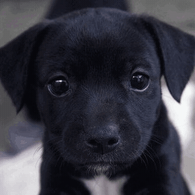 Black Puppy With Big Eyes GIF
