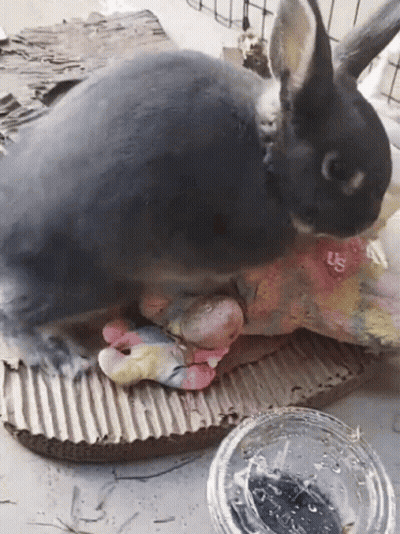 Black Rabbit Lying Next To Us Bowl GIF