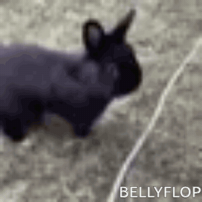 Black Rabbit Lying On Carpet GIF