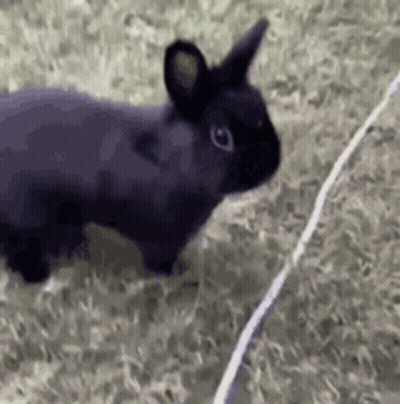 Black Rabbit Standing on Lush Green Field Next to Wire