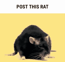 Black Rat Fast Push Up GIF