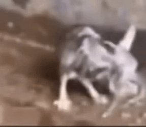 Black Rat Shivering GIF