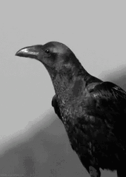 Black Ravens Croaking GIF