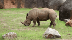 Black Rhinoceros Animal