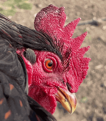 Black Rooster Crowing Blank Staring GIF