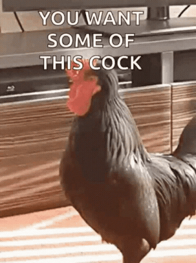 Black Rooster With Red Beak In Front Of TV Saying You Want Some Of This Cock GIF