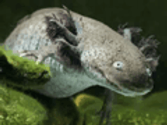Black Scary Crazy Axolotl GIF