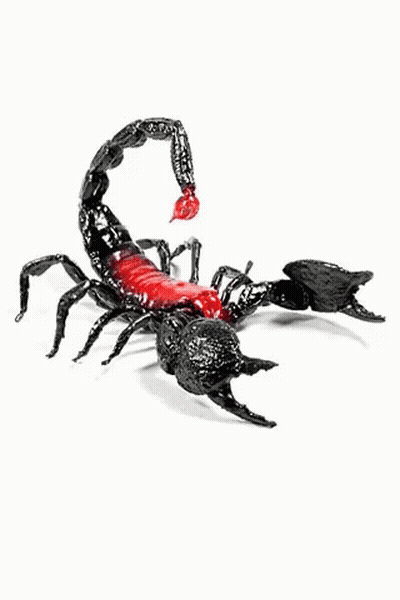 Black Scorpion With Red Tail GIF