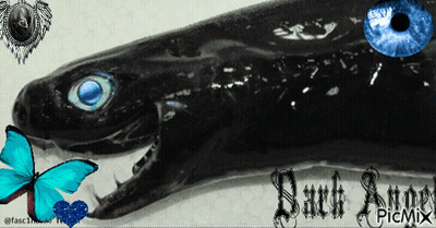 Black Shark With Blue Eyes Surrounded By Butterflies Dark Angel Picmix GIF