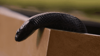 Black Snake Sticking Head Out Of Brown Box GIF