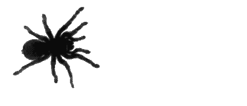 Black Spider Crawling Sticker