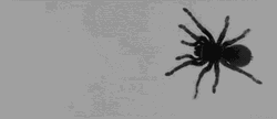 Black Spider Insect GIF