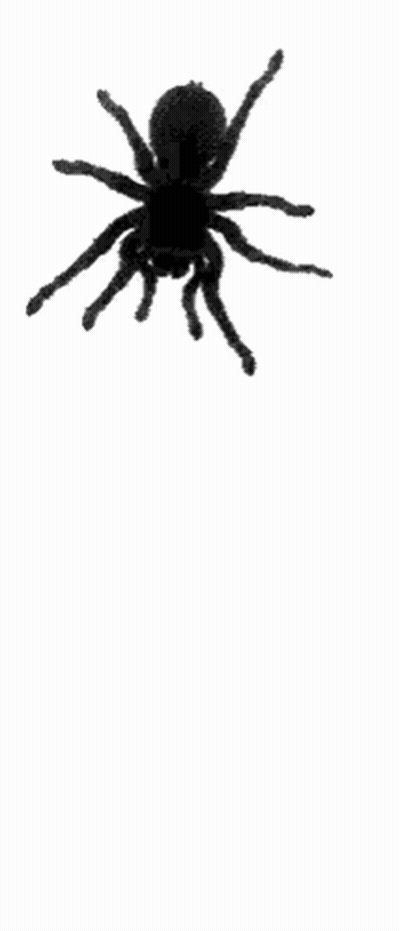 Black Spider Standing GIF