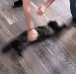 Black Spinning Cat On The Floor GIF