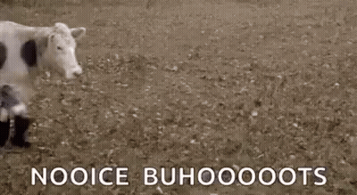 Black Spotted Cow Walking GIF