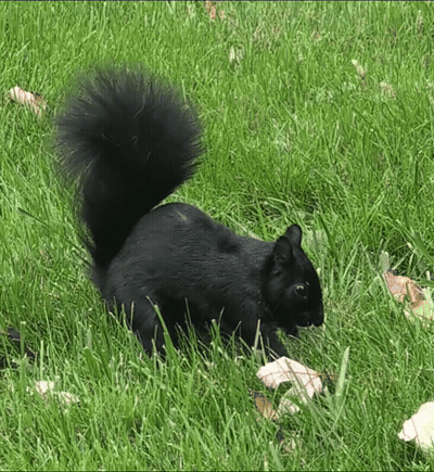 Black Squirrel Standing In Grass GIF