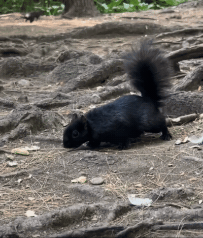 Black Squirrel Walking GIF