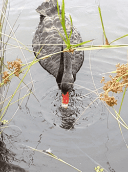 Black Swan Bird GIF