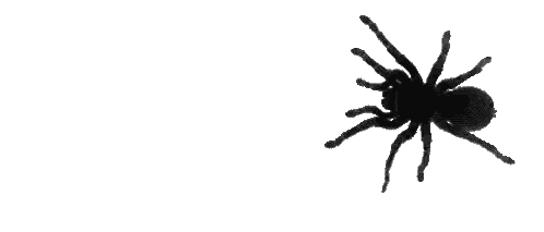 Black Tarantula Crawling Sticker