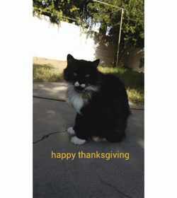 Black Thanksgiving Cat Stare Back GIF