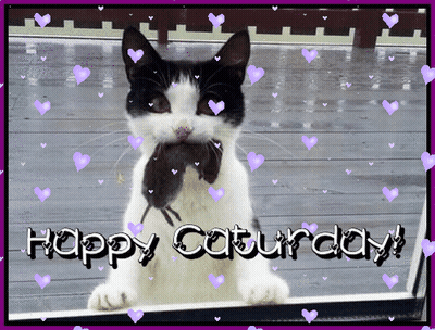 Black White Cat With Mouse In Mouth Happy Saturday GIF
