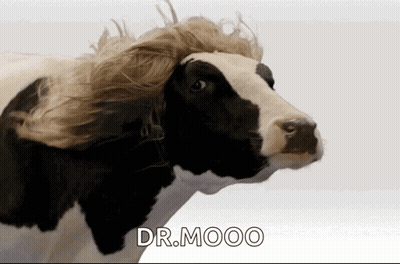 Black White Cow With Wig Says Dr Mooo GIF